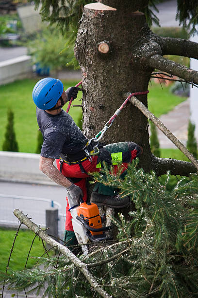 Trusted Lykens, PA Tree Removal Experts